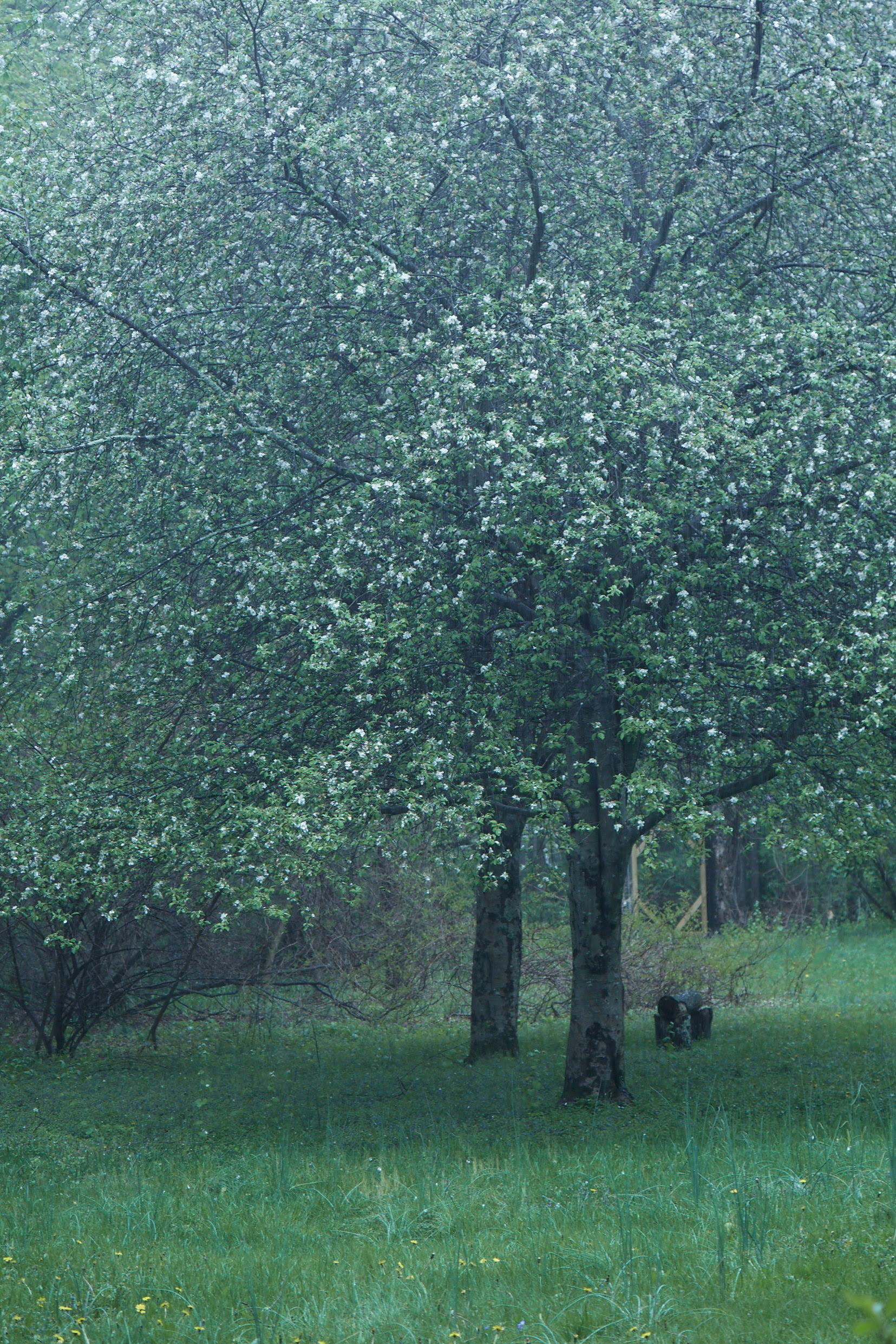"Spring" - Martyn Thompson