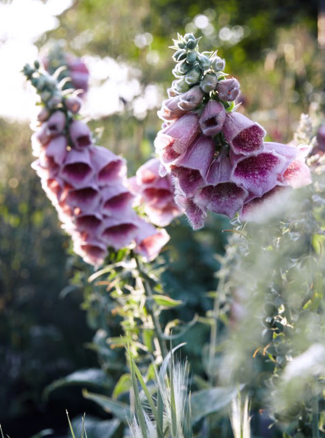 "Foxglove" - Martyn Thompson.