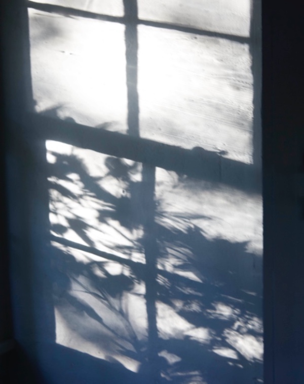 IN PRAISE OF SHADOWS from AUGUST JOURNAL-Martyn Thompson
