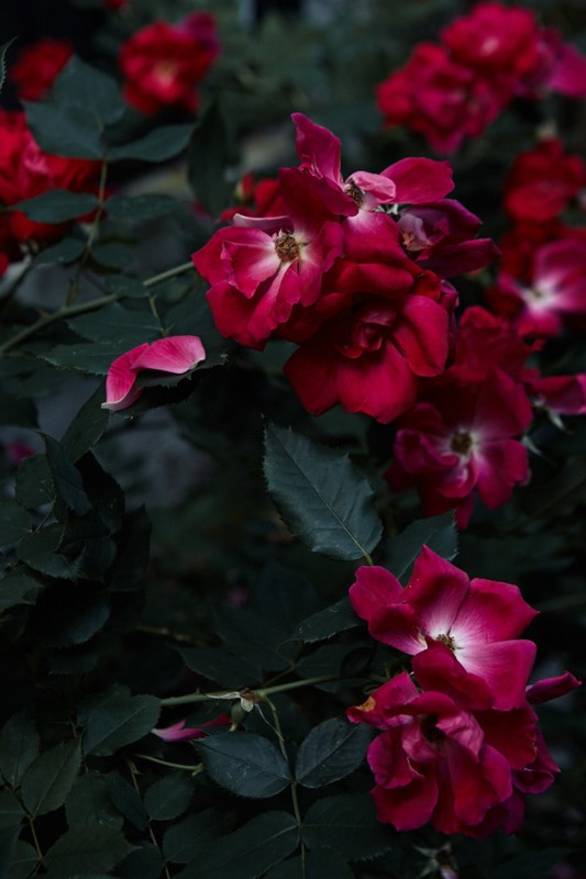 War of the Roses