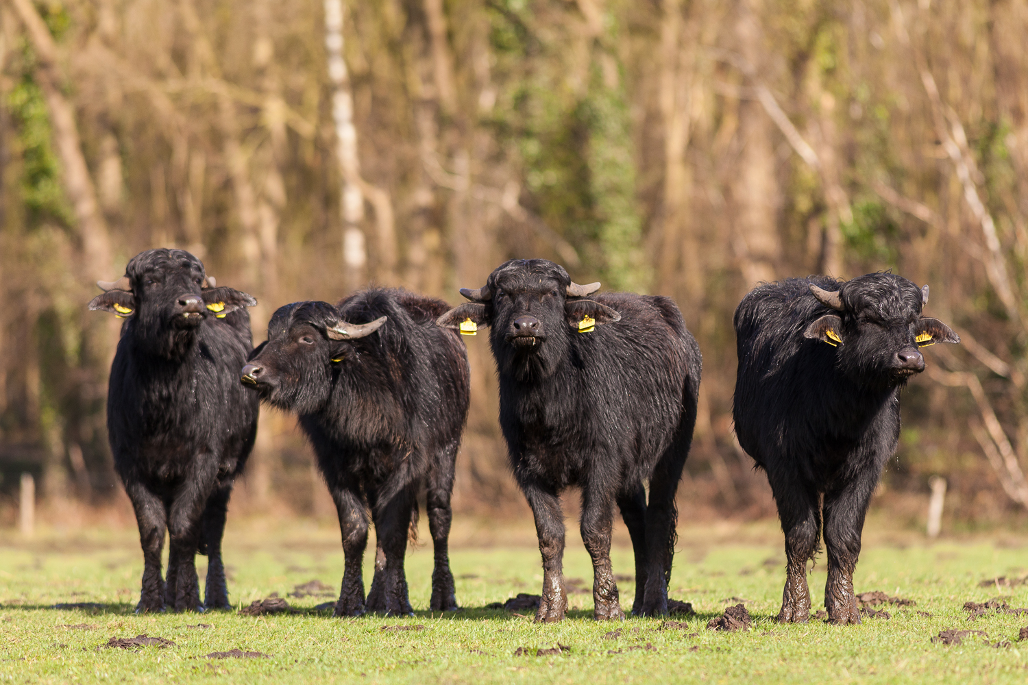 Waterbuffels