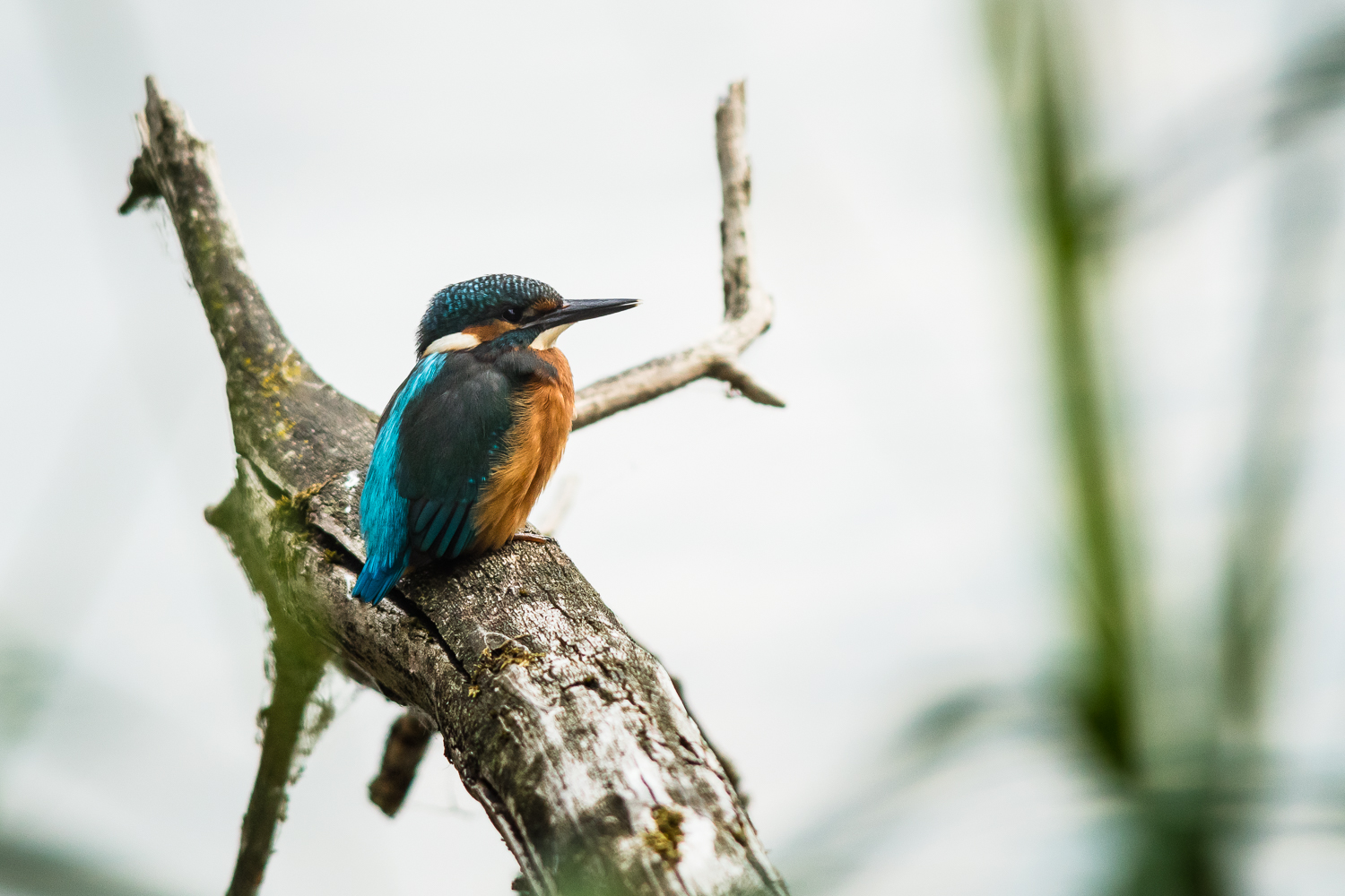IJsvogel - Common Kingfisher