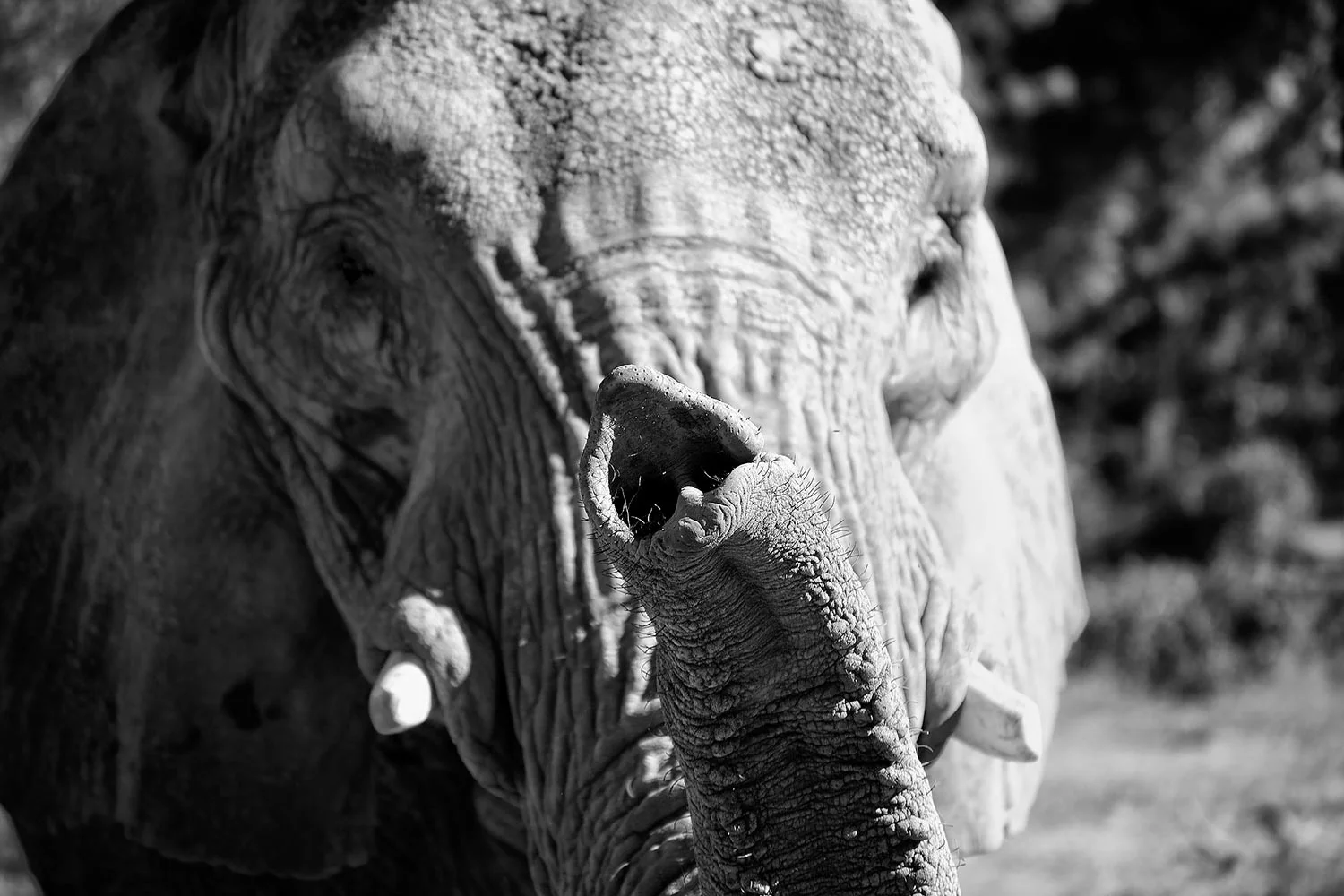 Omaha-Zoo-Elephant.jpg