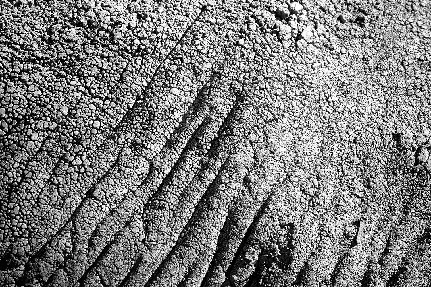 Omaha-Zoo-Elephant-Skin.jpg