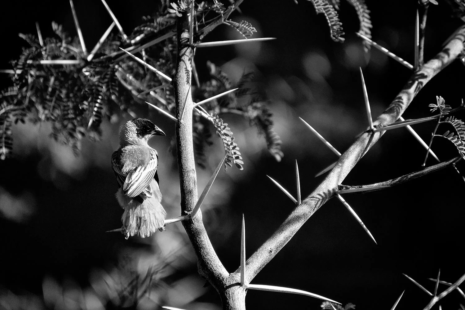 Omaha-Zoo-Thorned-Tree-Bird.jpg