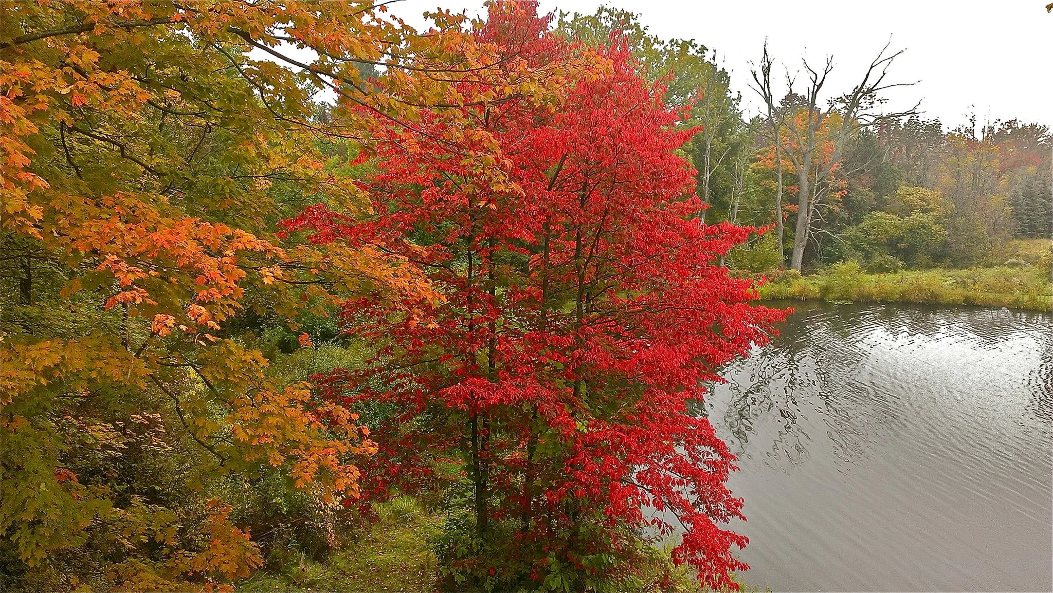 Dental Ceramics Inc Premier Dental Lab in Richfield Ohio