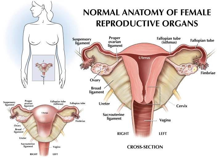 femalereproductive.jpg