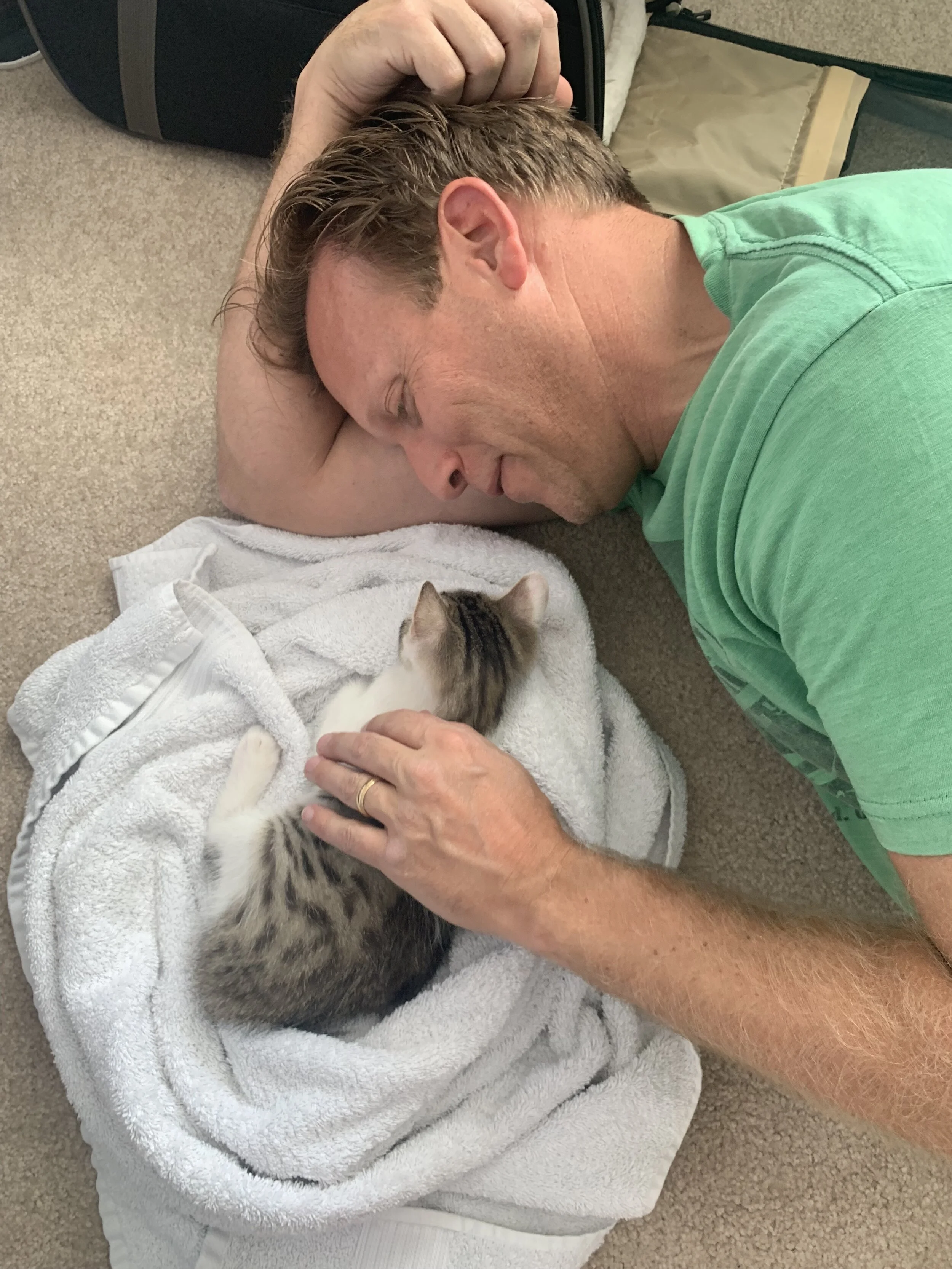 Little cats