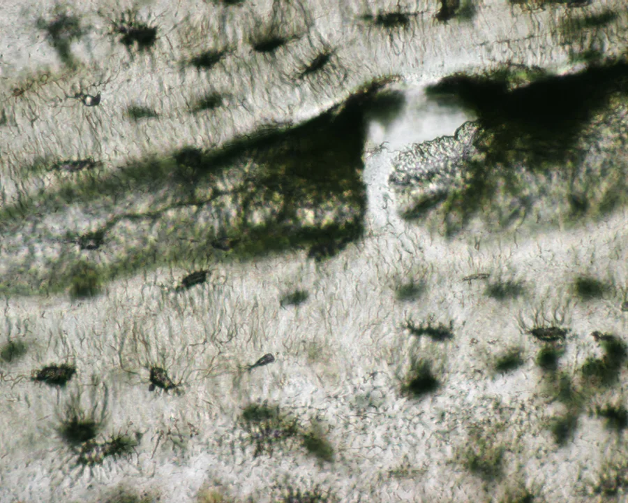  Awaiting Predation / Crow Crag 