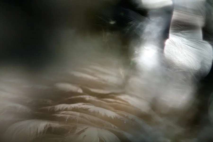  This Is His Domain And We Are His Guests, II 