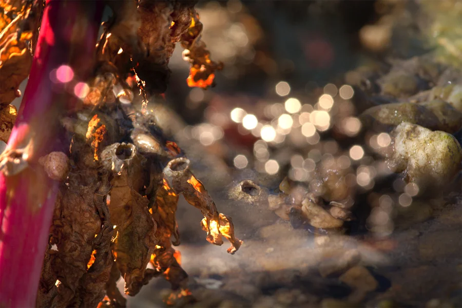  Simmering / We Call This Home 