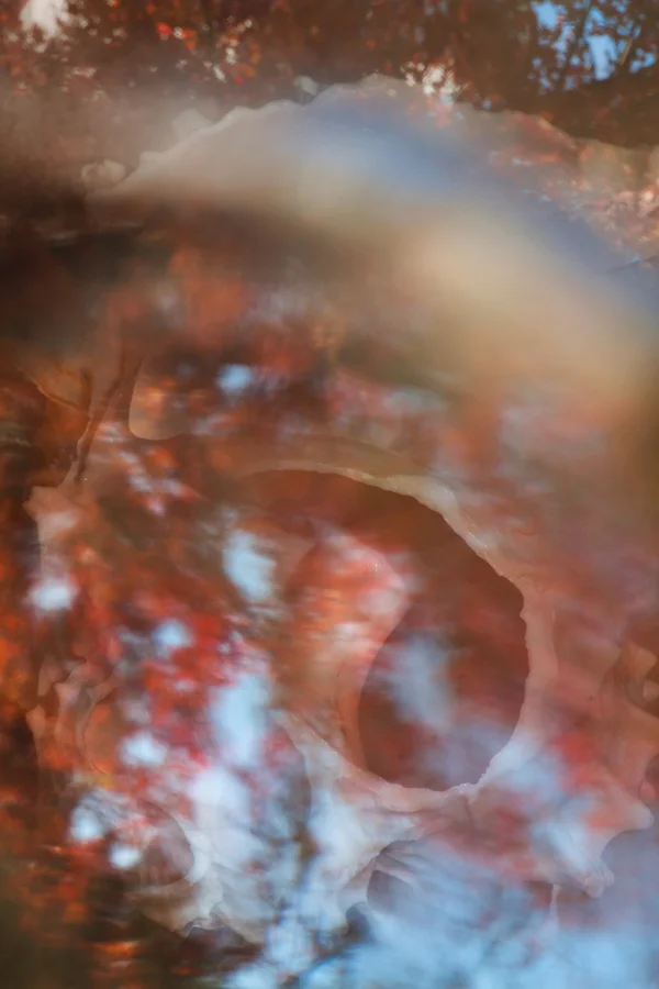  Oceanic Recordings On The Forest Floor 