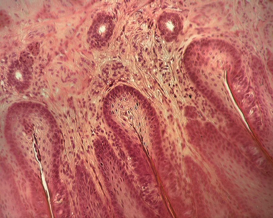  Spirit Extension / Something Rabbit Said 