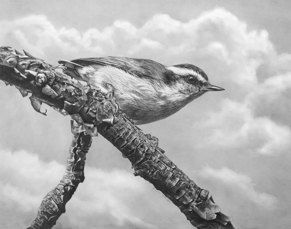 little nutter - red breasted nuthatch copy.jpg