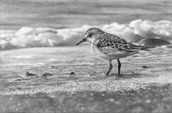 Image 7" x 11" "ORIGINAL SOLD" While living in the Comox Valley on the east coast of Vancouver Island, I always enjoyed frequenting the local beaches during the hot summers. I always found fascination with all of the little sea birds that danced up and down the beach on the incoming water in search of little bits of food. This little guy spent a long time in the froth of the incoming tide. He followed the leading edge of bubbles, dancing in and out and always expertly staying dry. Next time your sitting and enjoying a few rays on a nice day, take the time to observe the little birds that are sharing the shoreline. You will find their dance entertaining as well I’m sure.