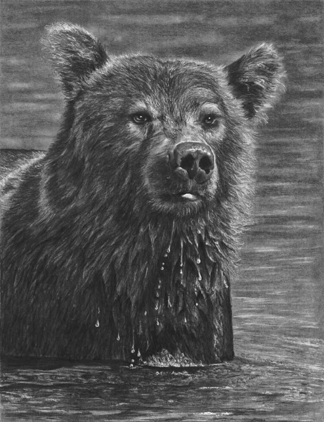 Image 10" x 13" "SOLD" Bute Inlet, cutting into the Coastal Mountain Range of mainland British Columbia, is renowned for it’s majestic mountain vistas, rugged unsettled land and Grizzly Bears. In the fall of 2008, I experienced these bears up close and personal at Orford River; so close at some points it was all I could do to stand my ground. Thank goodness for our guide and his “bear stick”. With this piece I hope to give you an up close glimpse of this magnificent giant. May they continue to fish these waters long after we leave.
