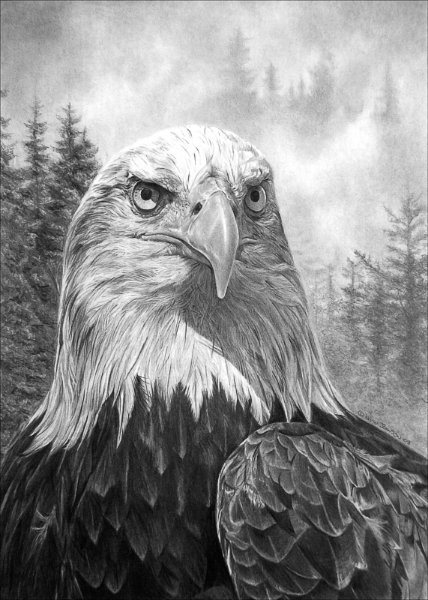 Bald Eagle in Flight Drawing by Rita Polizzi - Fine Art America