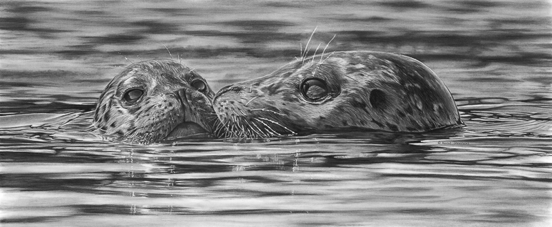 Image Size 12" x 27" I am privileged to live in a very beautiful part of the world. I can grab my camera, kayak and within minutes be in the middle of amazing west coast beauty. One memorable moment happened while paddling around the Breton Islands on the NE coast of Quadra Island BC. The seal pups were out for a late afternoon swim under the close supervision of the grown-ups. I was floating along in the sunshine, soaking it all in when right in front of me a pup, and then his mother, surfaced. Two sets of big brown eyes looked at me--it was pretty exciting to witness as mom looked to the pup, touched nose to cheek in reassurance that all was ok. I’m glad I can share this Endearing Moment with you through my pencil.