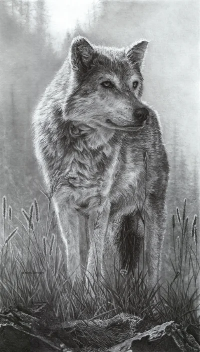 Stand Tall - Gray Wolf