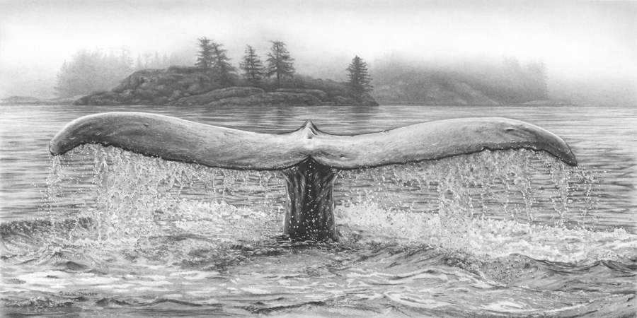 Chasing Waterfalls - Humpback Whale
