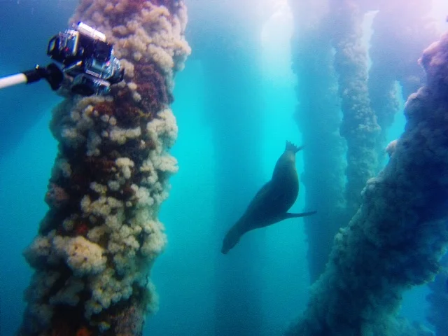 Curious sea lion investigates our cameras