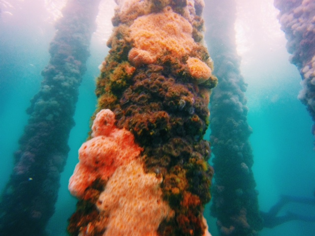 Colorful sponges make the original platform structure almost impossible to spot