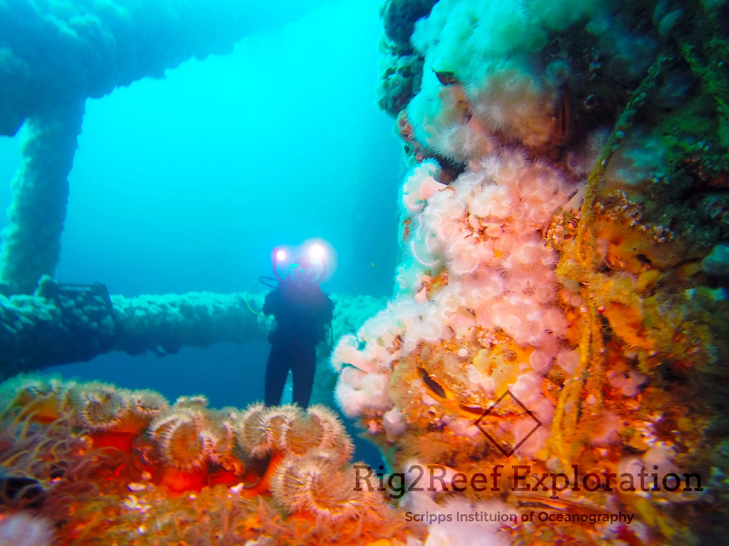 Anemones, mussels and brittle stars are illuminated on the Platform's beam