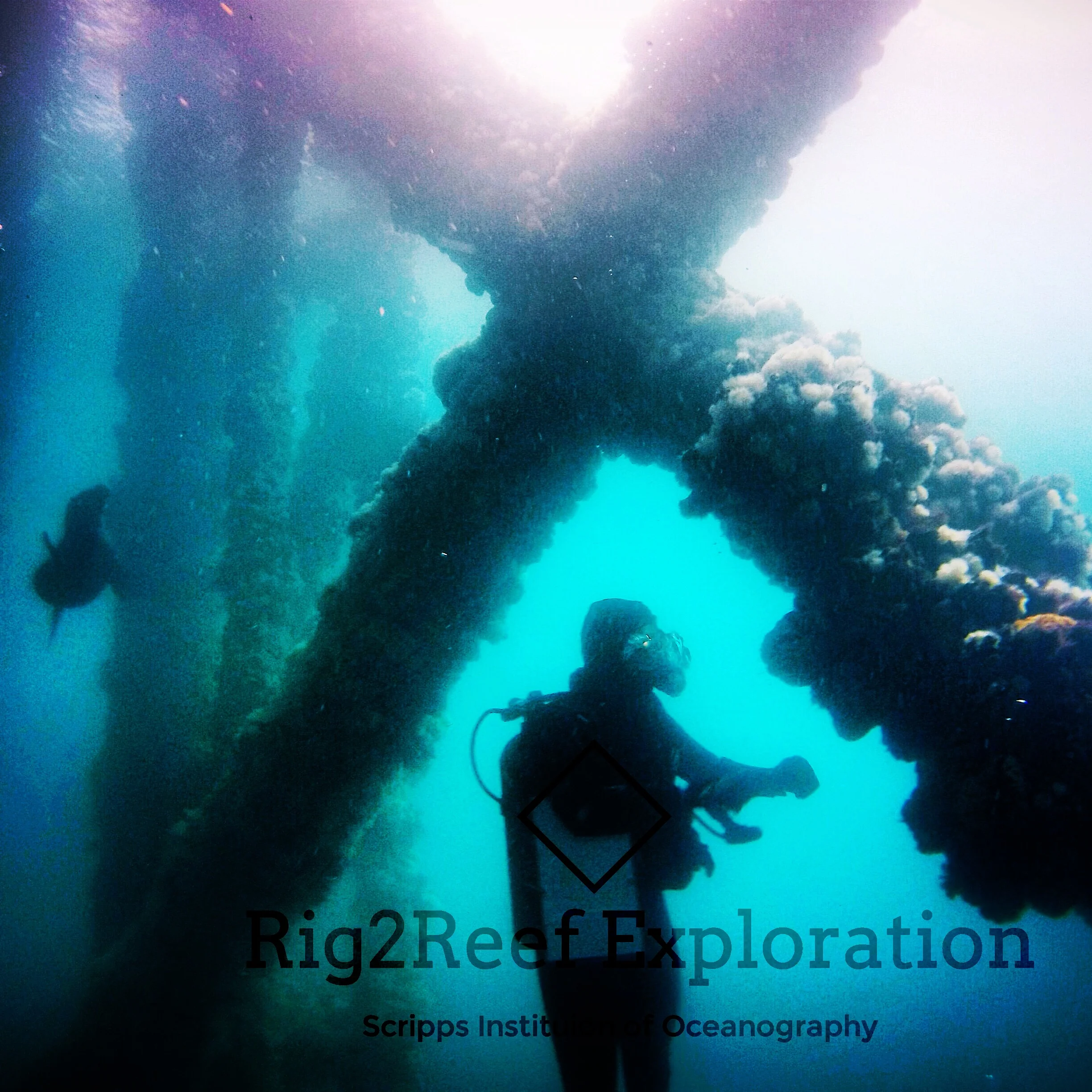 Local sea lion sneaks a peak at a diver on platform Gina