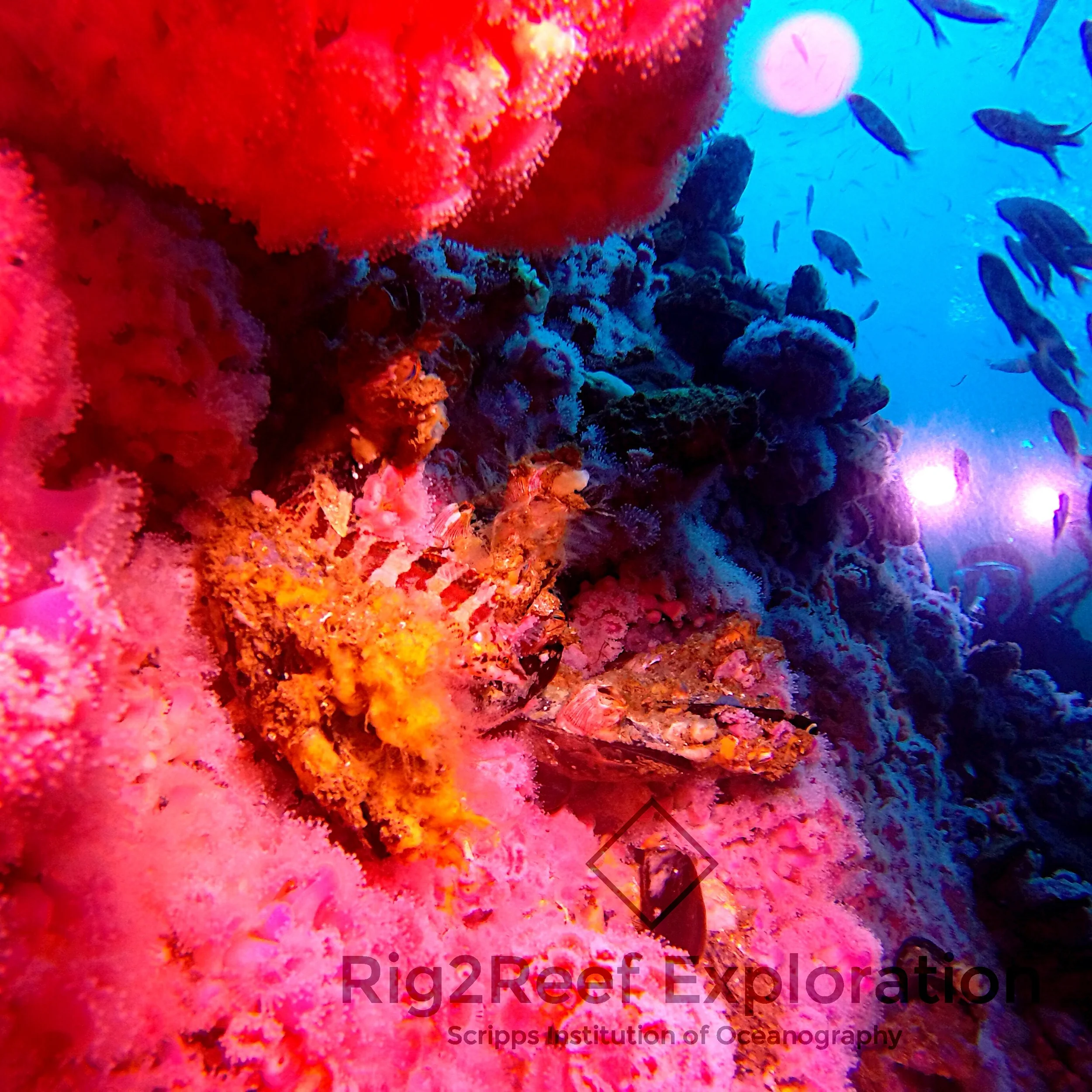 Tree Fish