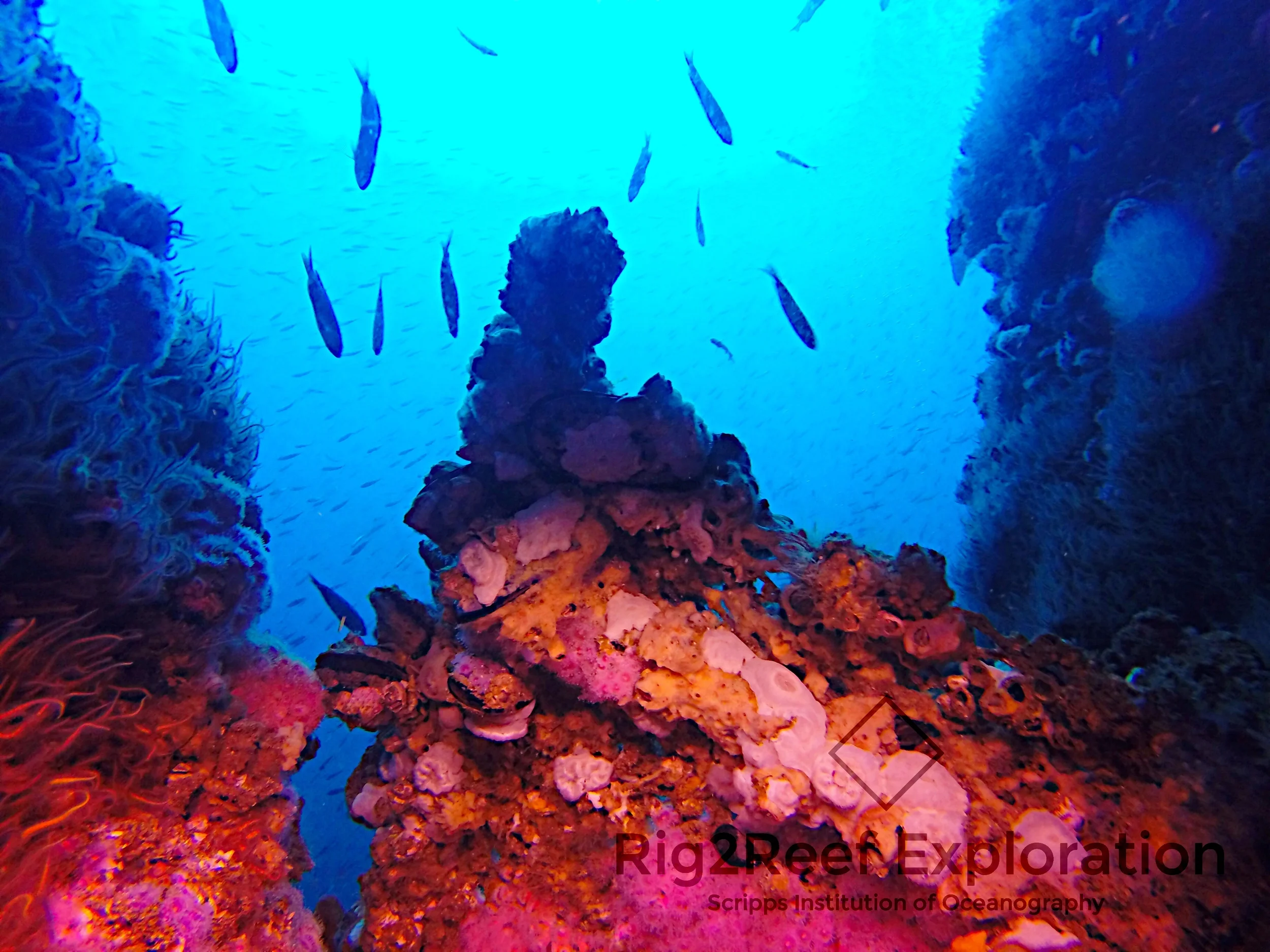 Cascading Life on Oil Platform Euerka