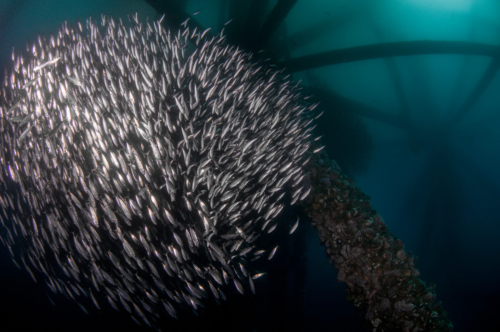 Jack Mackerel Bait Ball