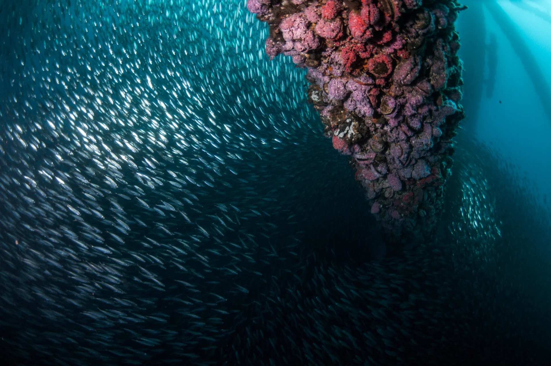 Jack Mackerel