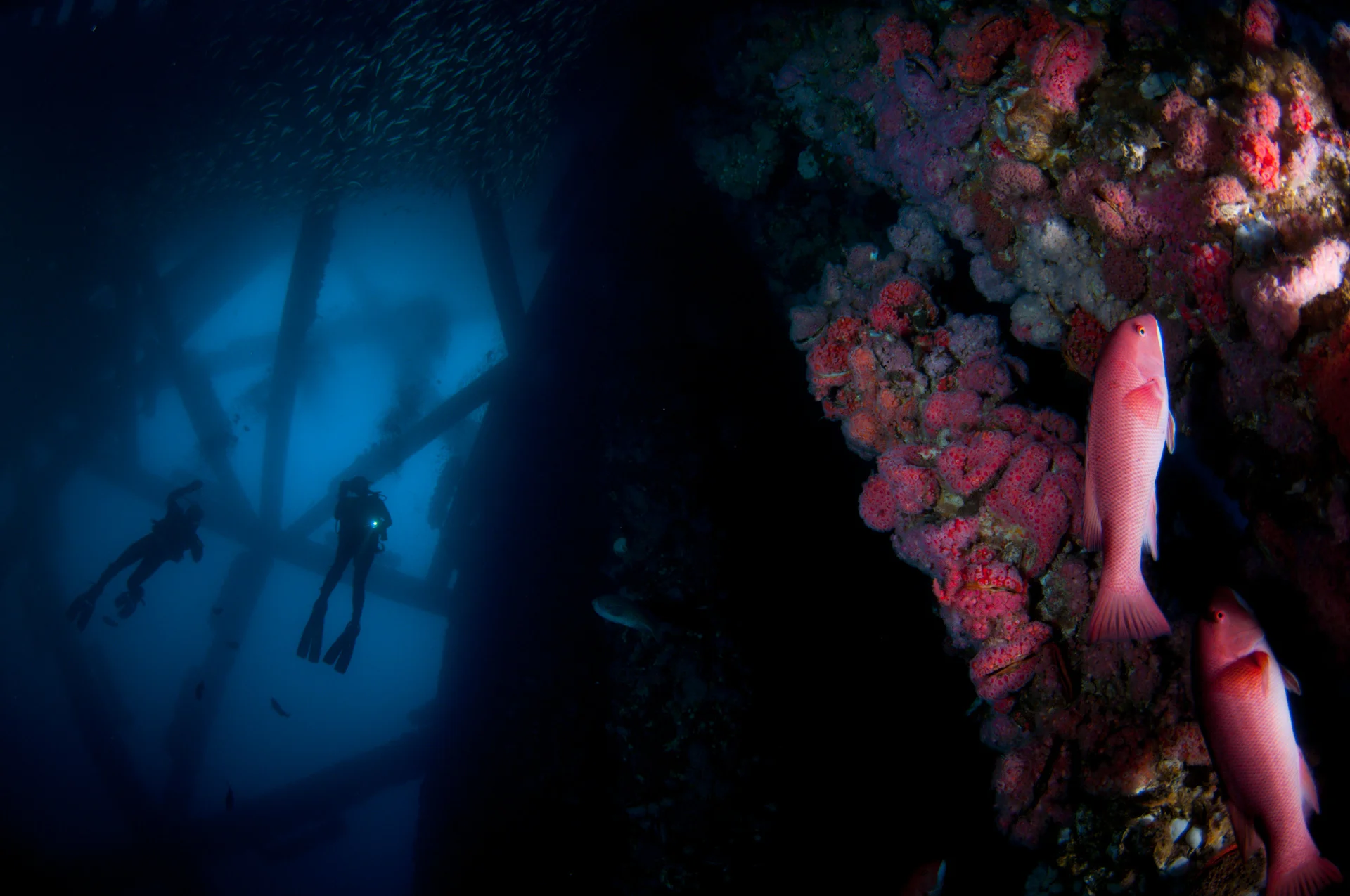 Sheephead and Divers, Looking Up