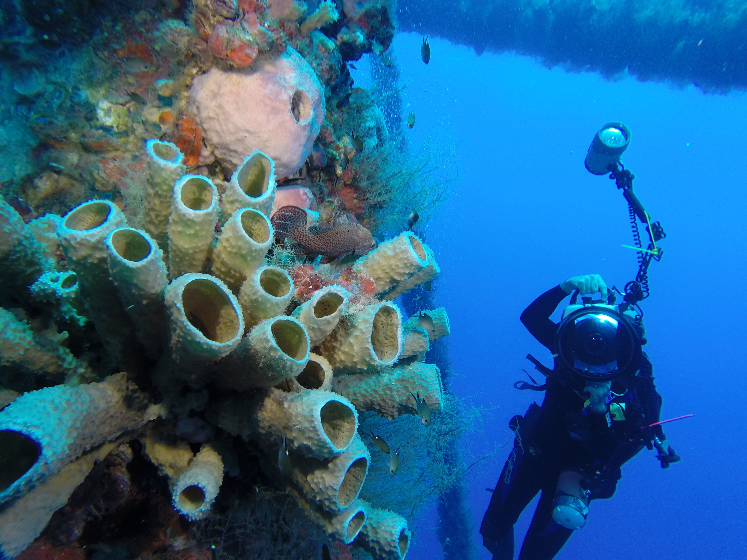 Giant Sponge, Platform A389