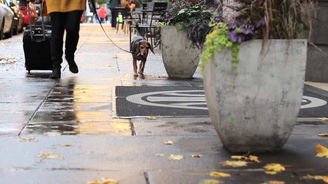 Spike Stays at The Heathman Hotel