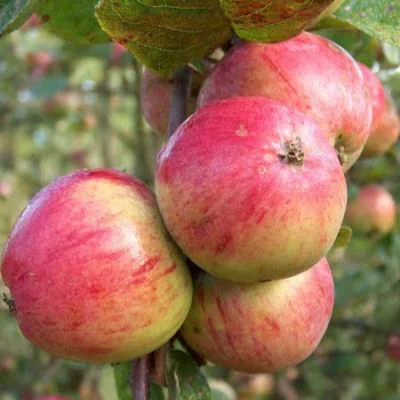Yarlington Mill Yarlington Mill is an English bittersweet apple. We think it brings an exceptional feel to the cider making it luxurious and smooth. It's said that the original Yarlington Mill apple was found growing out of a wall near a water mill in Yarlington North Cadbury in 1898. Don't know if it's true but we're thankful it was found.