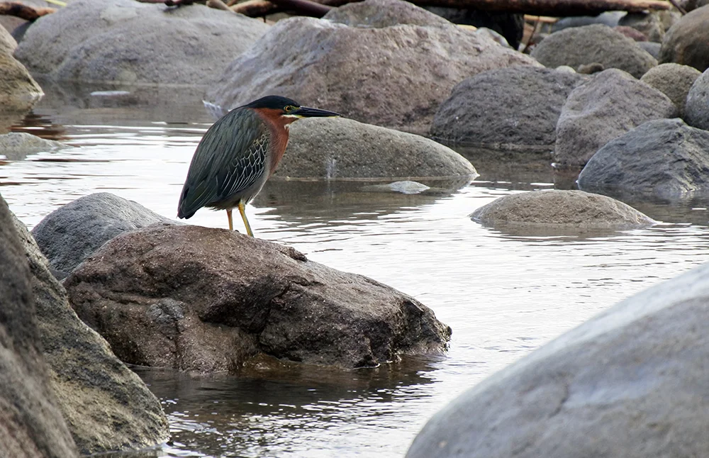 DSC_3170editresize.jpg