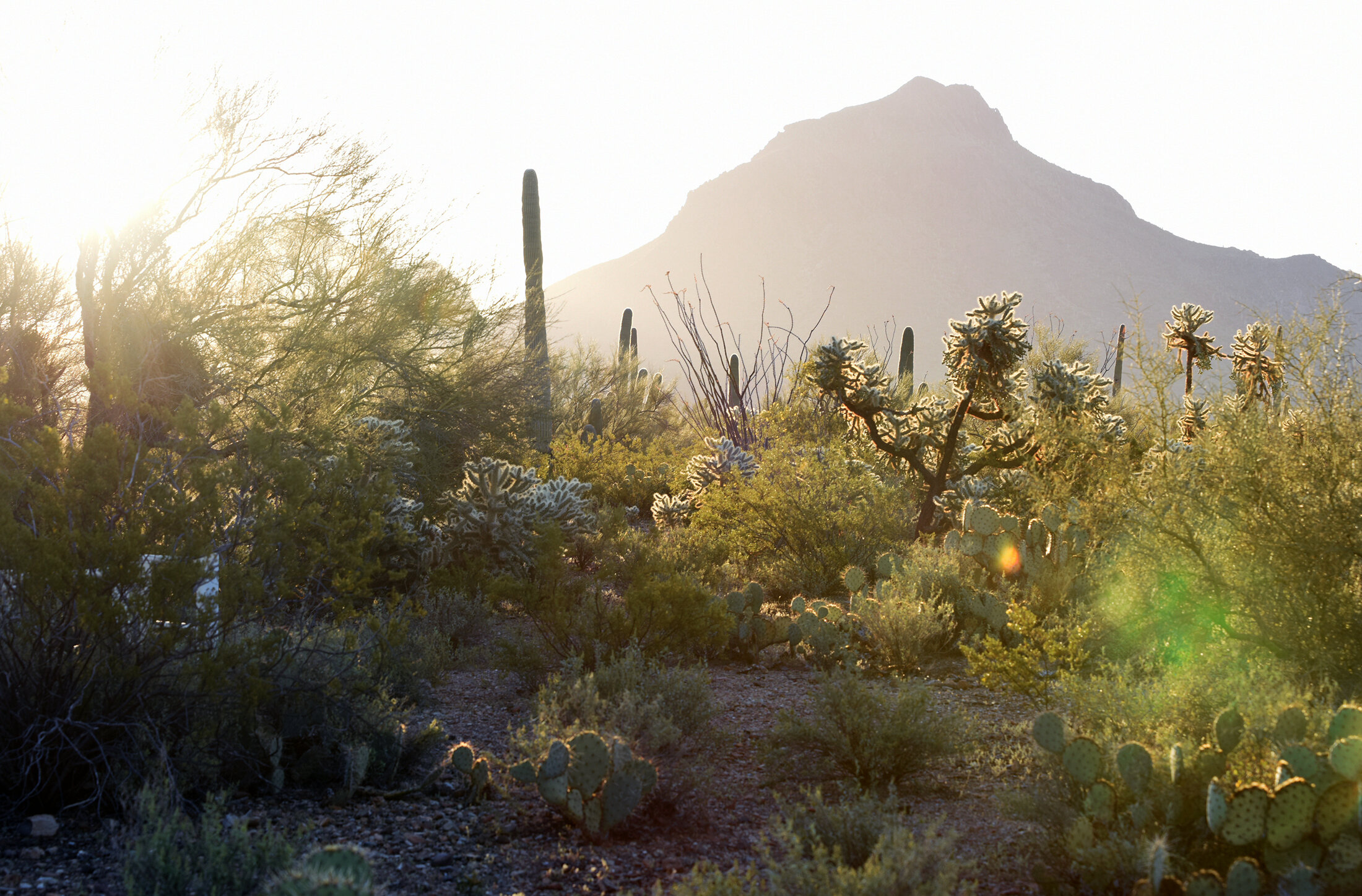 SaguaroNational2resize.jpg