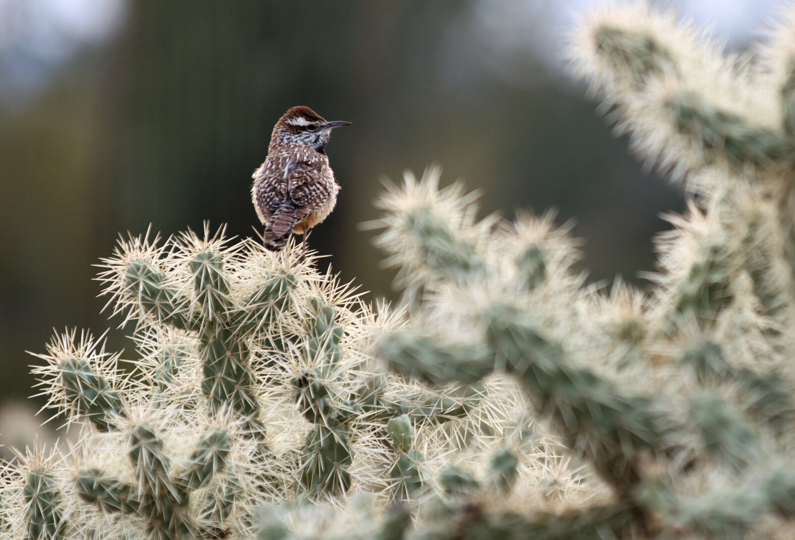 birdofSaguaro.jpg