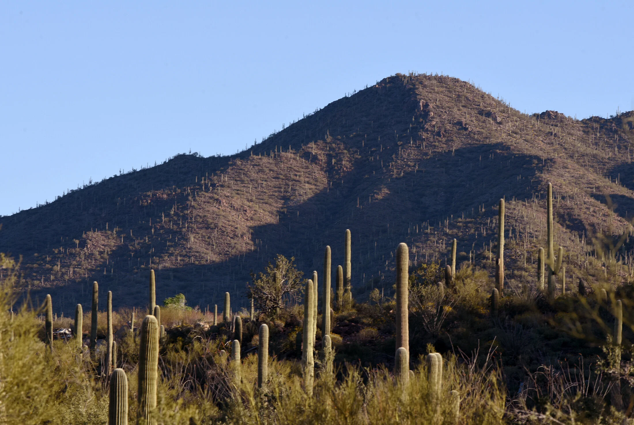 SaguaroNational18resize.jpg