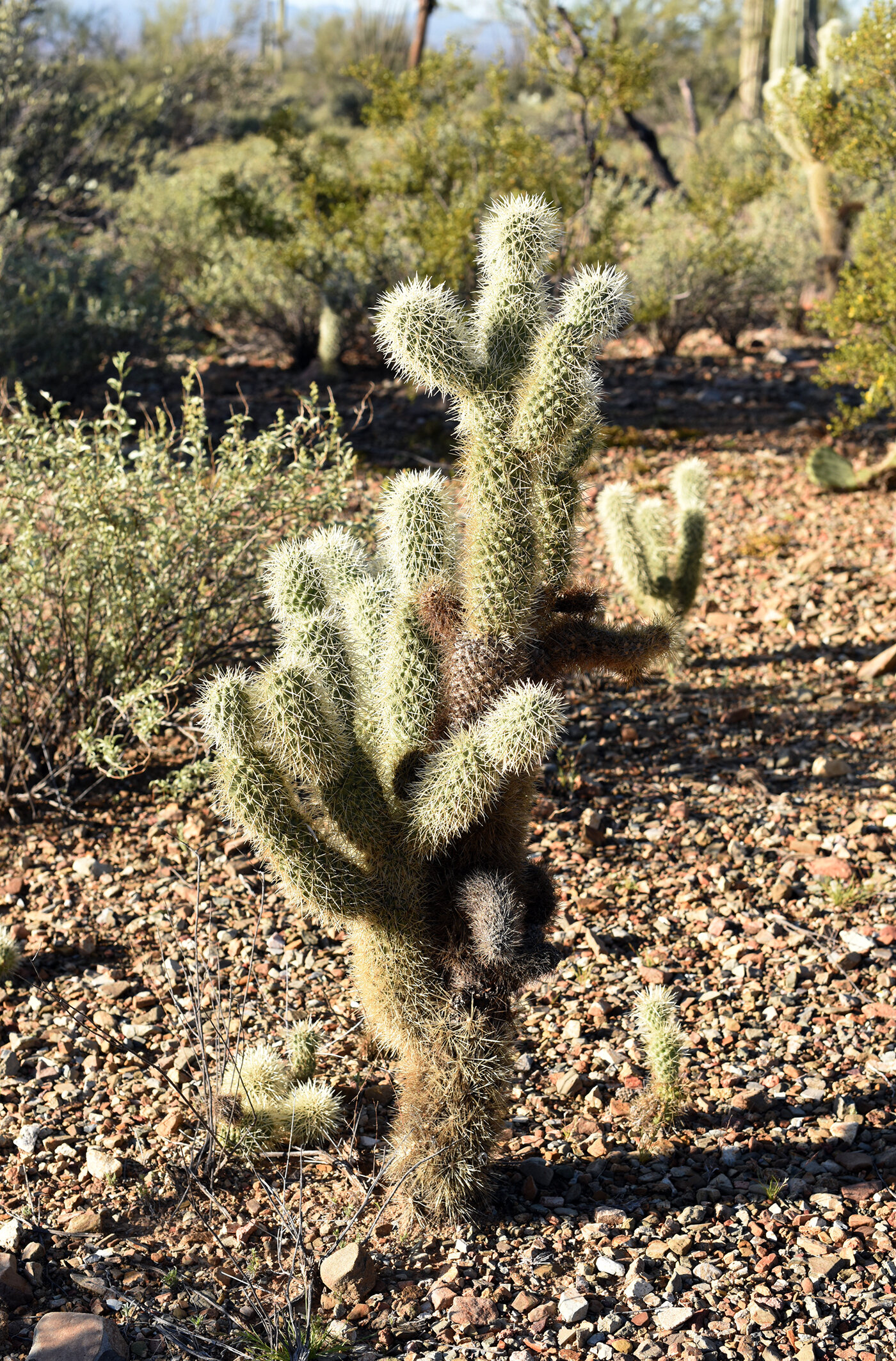 SaguaroNationalVeg4resize.jpg