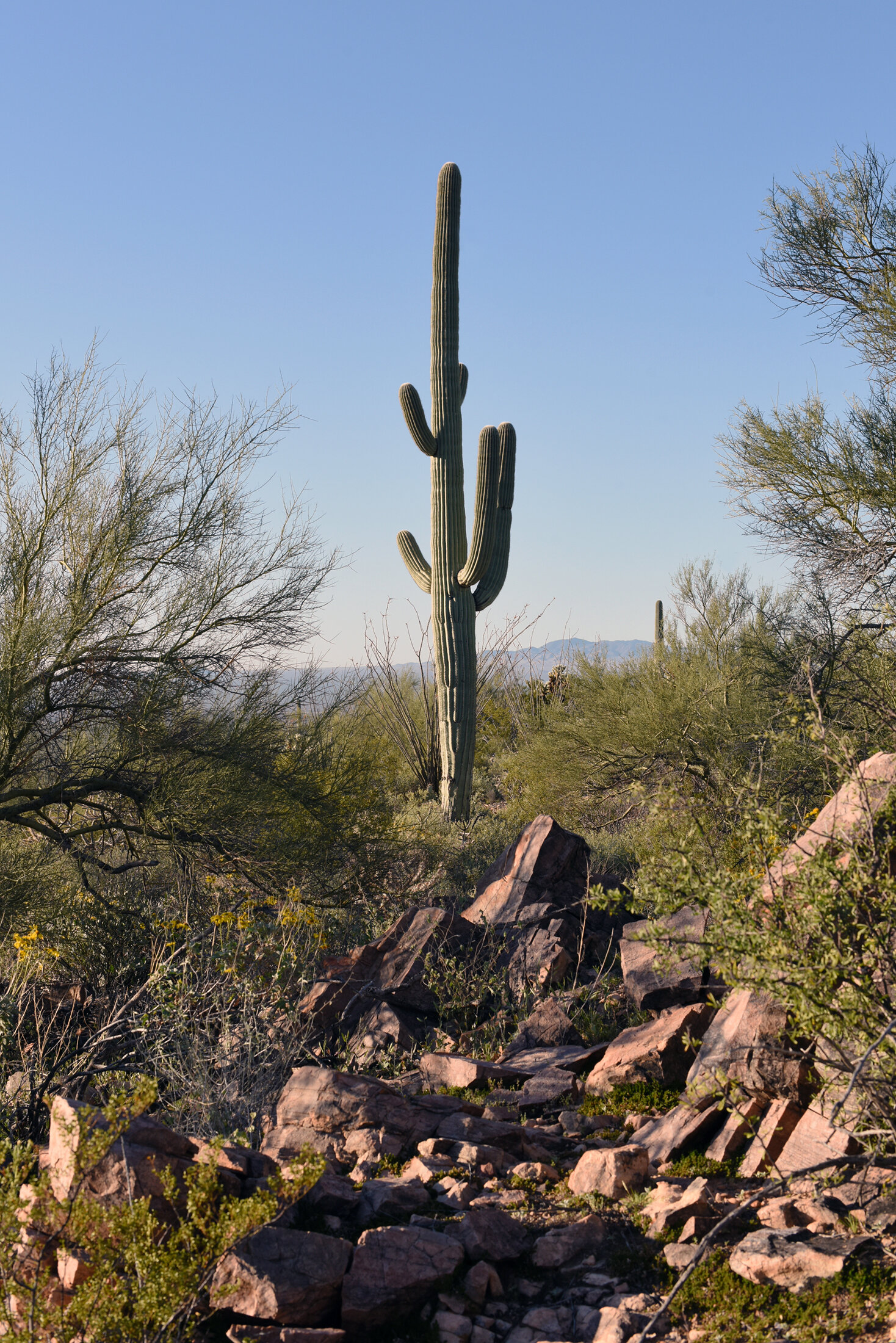 SaguaroNational22resize.jpg