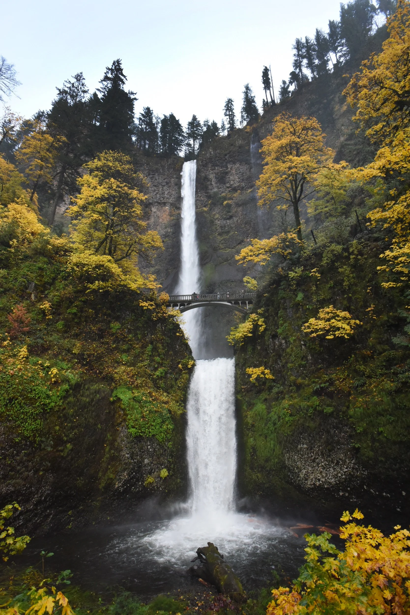 MultonomahFalls.jpeg