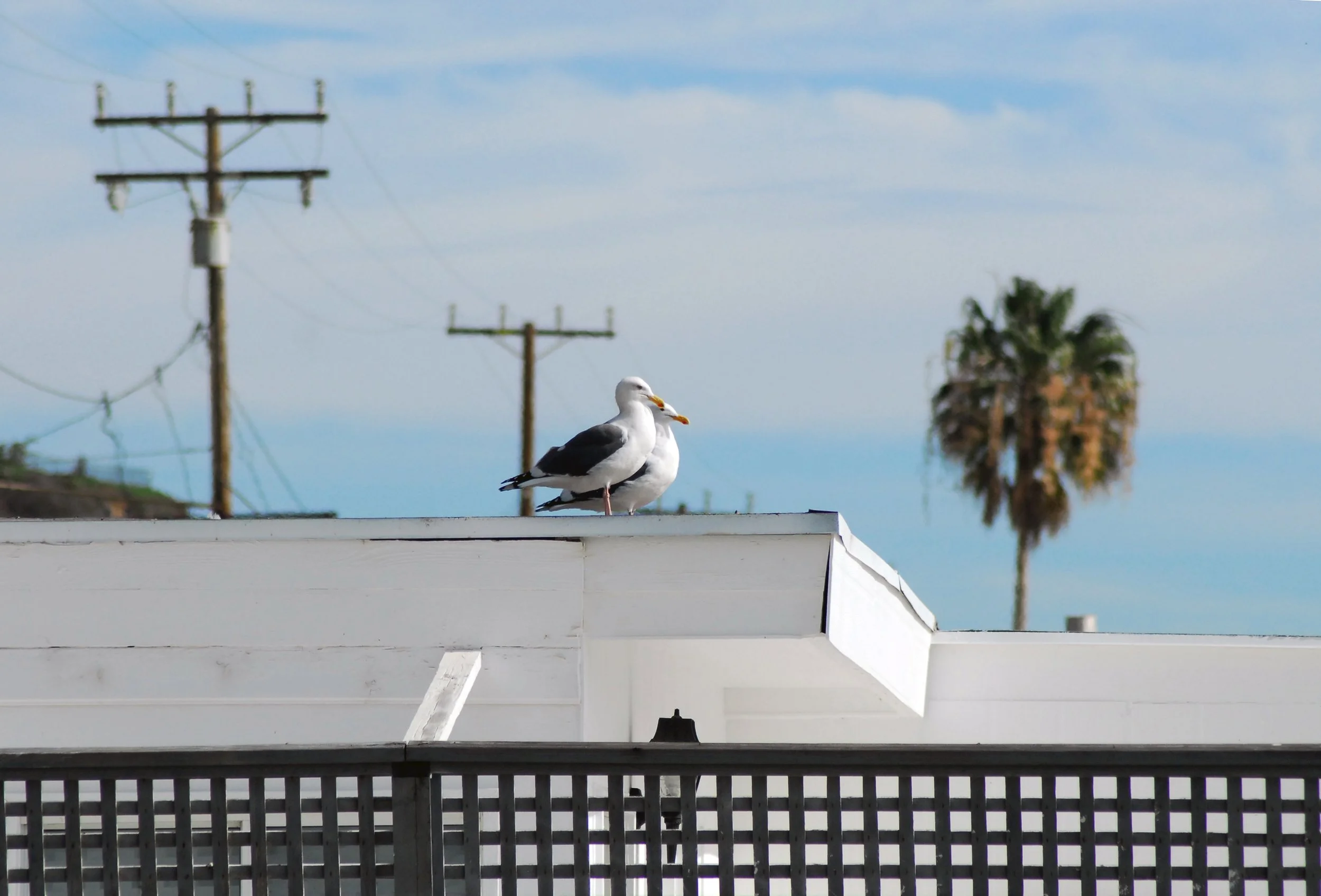 SeagullPals.jpg