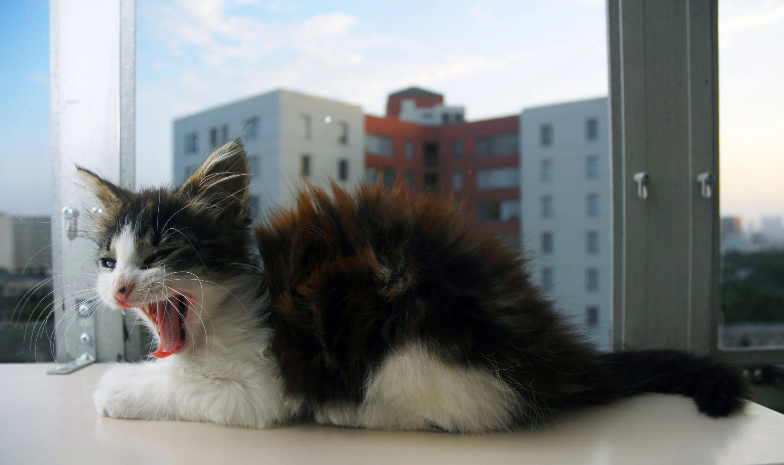 kitty2.jpg