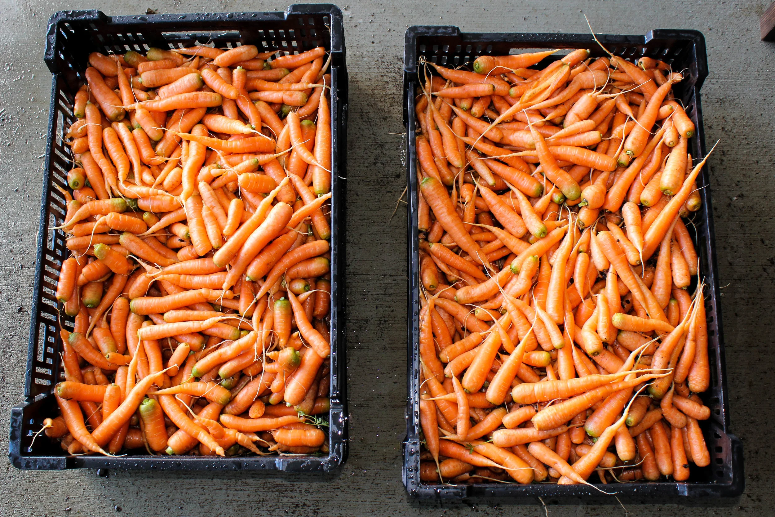 carrots.jpg
