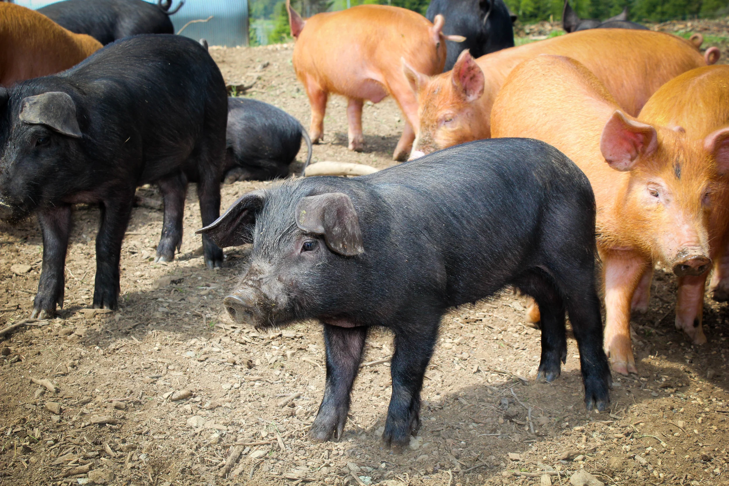pigsday1-2-1.jpg