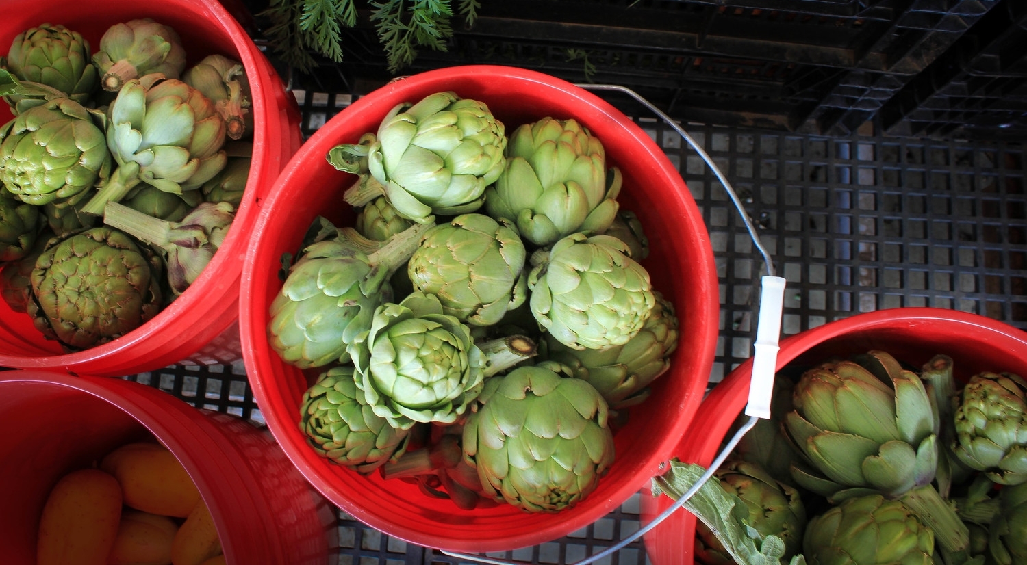 artichokes2014-1.jpg