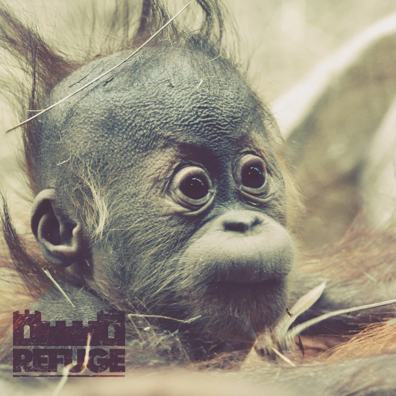 Refuge Youth: Year of the Monkey