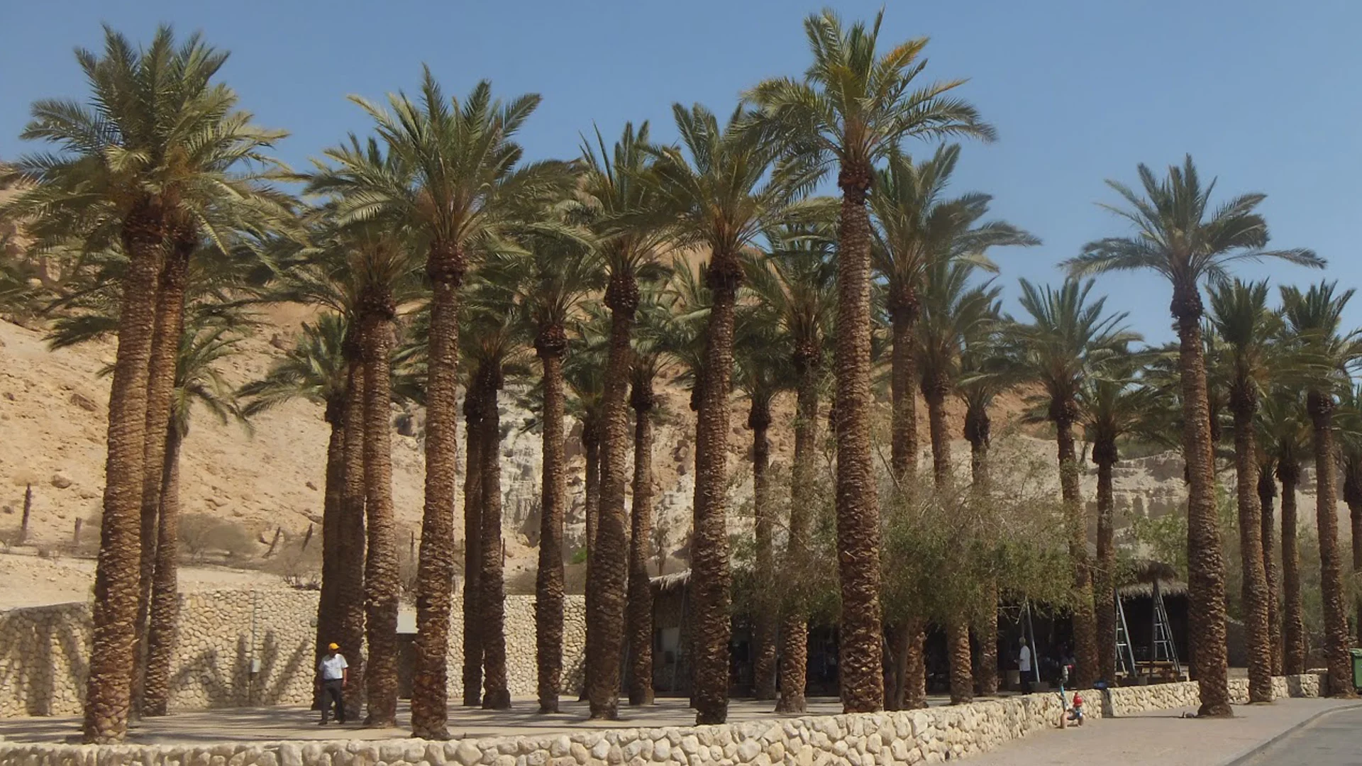 Palm.jpg